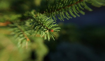 В ВКО планируют высадить 36 млн саженцев деревьев