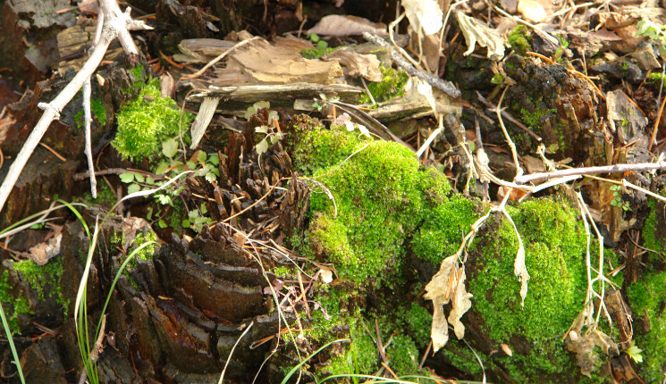 Резкие перепады температуры ожидаются в апреле в ВКО