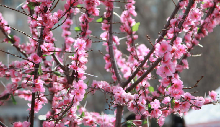В Усть-Каменогорске отмечают Наурыз мейрамы