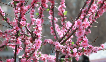 В Усть-Каменогорске отмечают Наурыз мейрамы