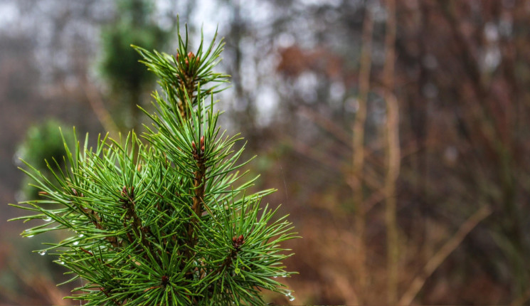 Сильный ветер и понижение температуры ожидаются в ВКО