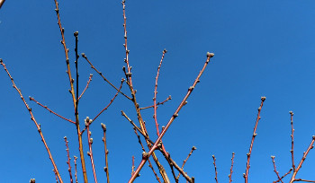 В ВКО в ближайшие дни ожидается до 22 градусов тепла