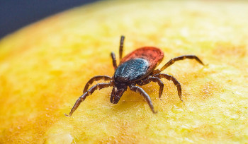 Жителям ВКО напомнили о рисках и мерах защиты от клещей