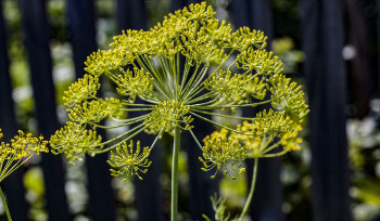 Дачные автобусы в Усть-Каменогорске пойдут с 15 апреля