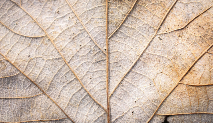 Ожидаемая продолжительность жизни в Казахстане обновила исторический максимум