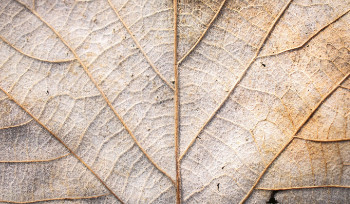 Ожидаемая продолжительность жизни в Казахстане обновила исторический максимум