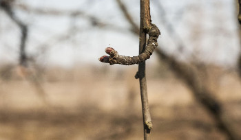 В ВКО синоптики прогнозируют погоду без осадков