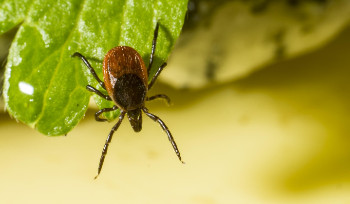 В Усть-Каменогорске присосавшихся к людям клещей принимают на исследования