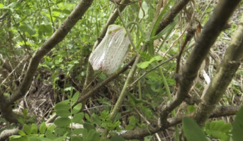 В ВКО найден сенсационный рябчик катунский