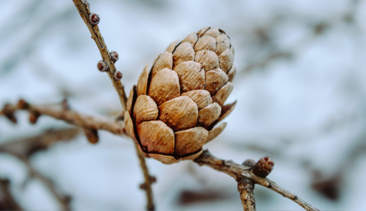 В ВКО в ближайшие дни ожидается снег