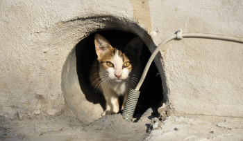 Депутаты задаются вопросом, кто будет отлавливать бродячих животных