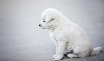 Чипирование домашних животных в Казахстане будет обязательным