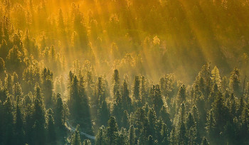 3 млн гектаров леса находится в ВКО