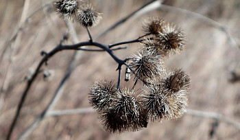 В Усть-Каменогорске начинаются обработки местности от клещей и грызунов