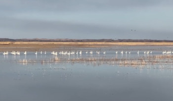 Сотни лебедей остановились на Бухтарминском водохранилище в ВКО