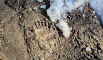 В ВКО проснулись медведи