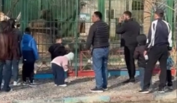 Бросали камни в льва: в Семее проверяют жестокое обращение с животными