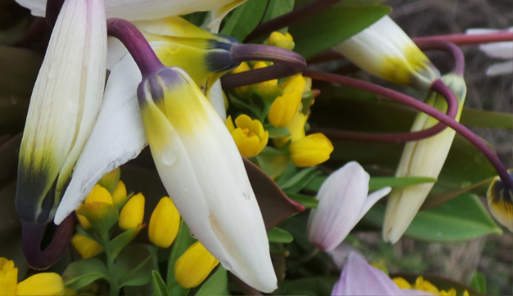 Штраф за подснежники в ВКО достигает 13 млн тенге