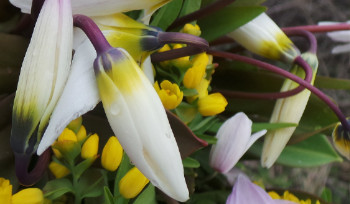 Штраф за подснежники в ВКО достигает 13 млн тенге