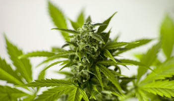 С начала года в ВКО выявлено 82 уголовных нарушения, связанных с торговлей наркотиками