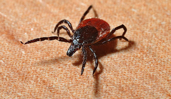 Жертв укусов клещей в ВКО становится все больше