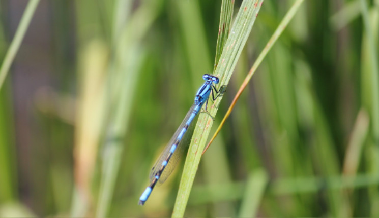 Жара и заморозки: синоптики дали прогноз на май в ВКО