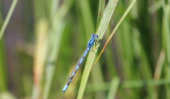 Жара и заморозки: синоптики дали прогноз на май в ВКО