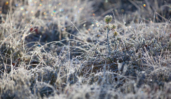 В ВКО обработают от клещей большие территории