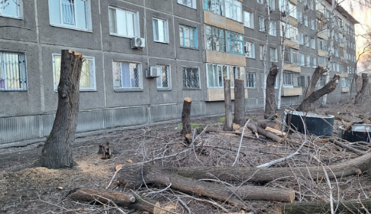 Война с деревьями продолжается в Усть-Каменогорске