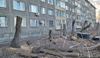 Война с деревьями продолжается в Усть-Каменогорске
