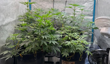 Житель Усть-Каменогорска оборудовал дома фитолабораторию для конопли