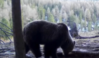 В ВКО медведи выходят поесть соли