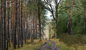 В прошлом году 3,8 тысяч тонн отходов вывезено в ВКО во время субботников