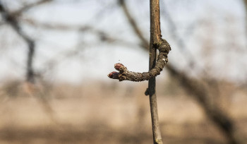 В ВКО после заморозков постепенно начнет теплеть