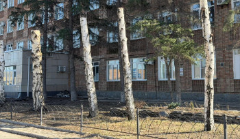 Свыше 1 млн тенге штрафа выписано за варварский спил берёз в Усть-Каменогорске