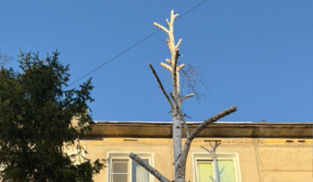 В Усть-Каменогорске продолжают калечить берёзы