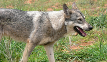 Три человека умерли от бешенства в Казахстане в пошлом году