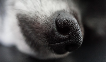 3 сентября в Казахстане будут отмечать День казахского тазы и тобета