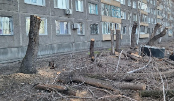 Оштрафованы очередные уничтожители деревьев в Усть-Каменогорске