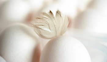 В Казахстане временно запретили ввоз свежих куриных яиц