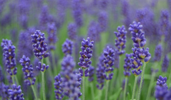 После дождей в ВКО ожидается до 28 градусов тепла