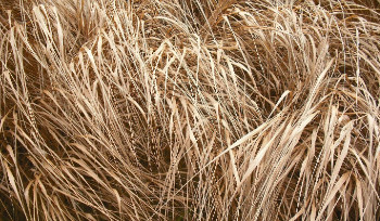 В ВКО сохраняется высокая пожарная опасность