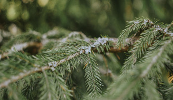 В ВКО в ближайшие ночи ожидаются заморозки