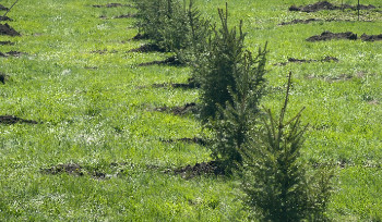 Возле амфитеатра высадили молодые ели