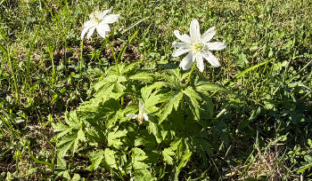 В ВКО в ближайшие дни ожидаются ночные заморозки