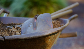 Все выпускники казахстанских школ выйдут сажать деревья 29 апреля