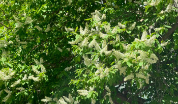 В ВКО на выходных ожидается до 32 градусов тепла