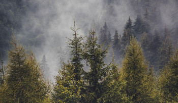 В ВКО с беспилотников проверяют леса во время жаркого периода