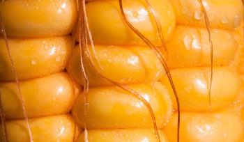 В Казахстане строится свой завод по переработке кукурузы