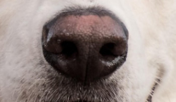 Казахскую породу собак тазы признают в мире